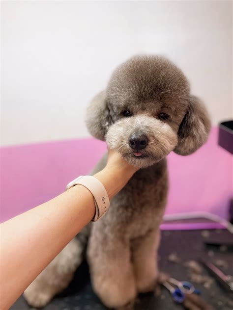 Teddy Bear Cut Poodle