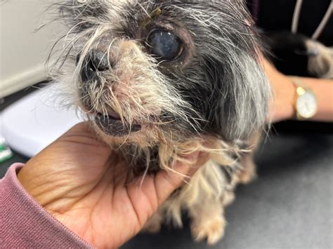 Puppy - Rosie’s Freedom Ride To Tzus and Mews Holistic Shih Tzu Rescue Today, this senior soul