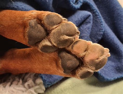 Furunkulose hos hund: årsaker med forklaring og tiltak med behandling ...