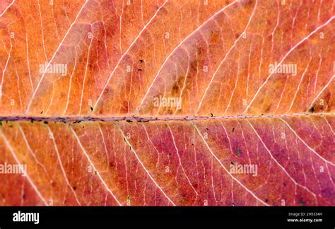 Fall leaf isolated on white background Stock Photo - Alamy