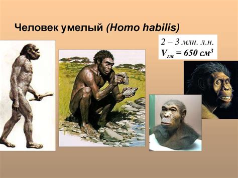 Этапы эволюции человека - презентация онлайн