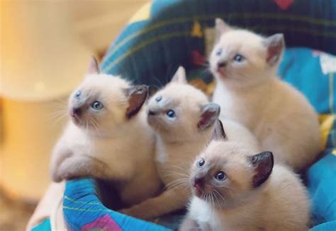 The 20 Most Adorable Cat Breeds as Kittens