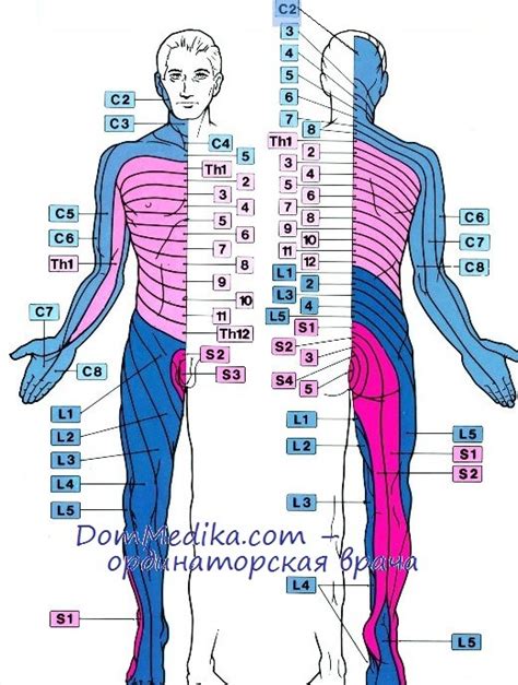 Нарушения чувствительности кожи. Дерматомы