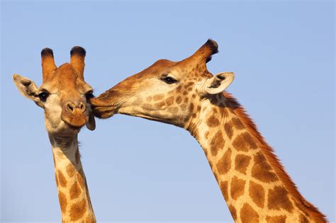 Scientists Closer to Understanding Gay Behavior in Animals - Newsweek
