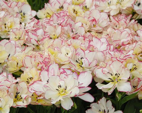 Tulip 'Belicia' bulbs — Buy online at Farmer Gracy UK