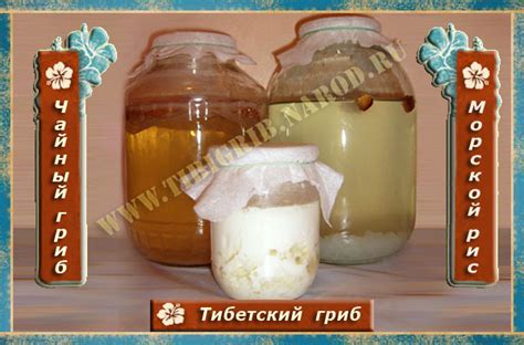 Тибетский гриб, чайный гриб, морской рис Санкт-Петербург, тел.8(964 ...