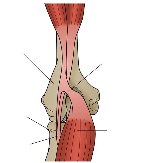 Sports Injury Bulletin - Diagnose & Treat - Masterclass: Distal bicep
