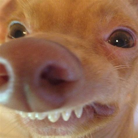 [Image - 653749] | Phteven / Tuna the Dog | Know Your Meme