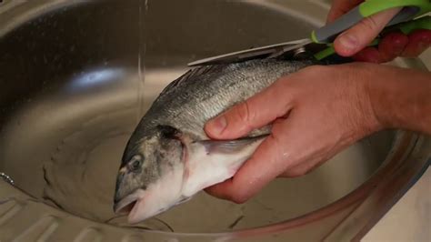 Рыба сибас🐟: фото и описание. Как выглядит сибас👍, чем питается и где ...