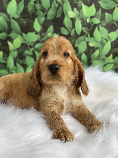 Golden Cocker Spaniel Puppies - Little Angel Spoodles & Cavoodles