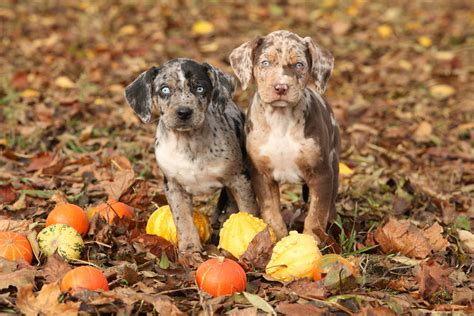 Is A Catahoula Leopard Dog A Medium Breed