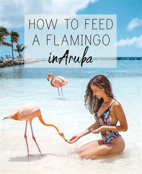 Flamingo Beach Aruba – Is It Really Worth It? – Stay Close Travel Far