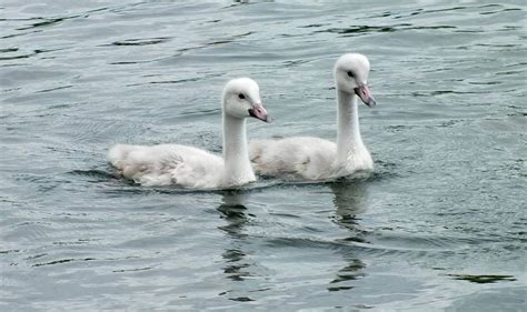 7 Trumpeter Swan Cygnets at Milliken Park, Toronto