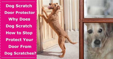 Dog Scratch Door Protector: Why Does Your Dog Scratch a Lot and How to ...