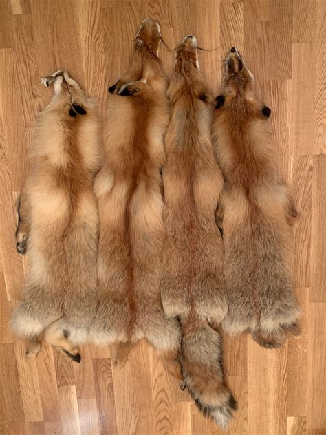 fox pelt siberian fox pelt red fox pelt animal pelt etsy