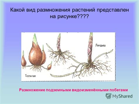 Презентация на тему: "Опрос по теме «Размножение растений». Какой вид ...