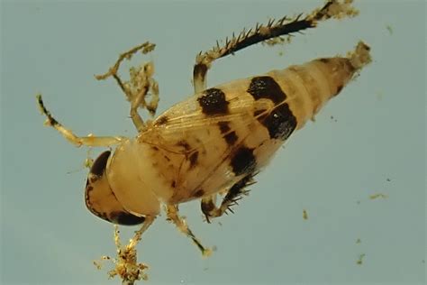 Maryland Biodiversity Project - Anoscopus sp.