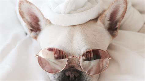 Girly Dog Names: 104 Top Picks of 2019 for Your Pretty Puppy