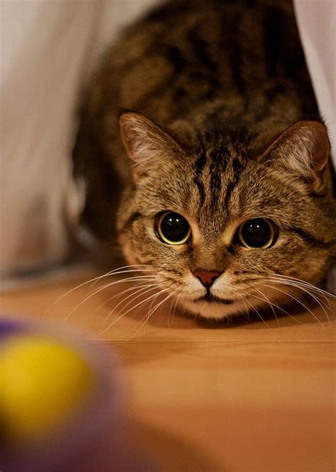 mostlycatsmostly: BiBi (by heute1211) | Cats, Cat nap, Kittens