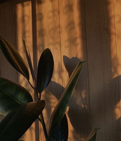 Обои эстетика, ростения эстетика | Plant leaves, Garden, Leaves