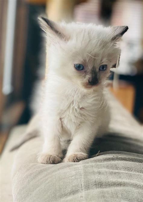 Here’s my torture meezer : r/Siamesecats