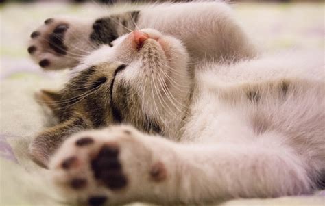 10 котешки принадлежности, които можем да направим сами • © 10-те най