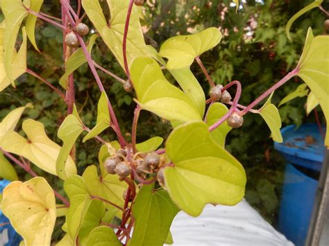 Chinese Yam - The Backyard Larder
