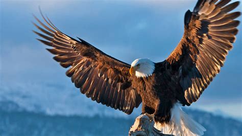 El Águila