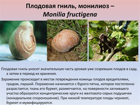 Болезни семечковых и косточковых культур - online presentation