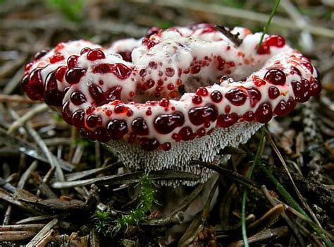 Гиднеллум Пека (Hydnellum peckii) фото и описание