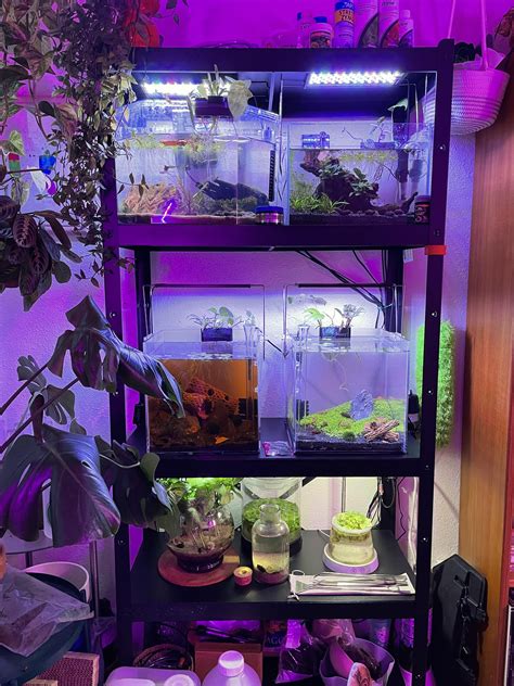 Does anyone here appreciate a nice rack? : r/PlantedTank