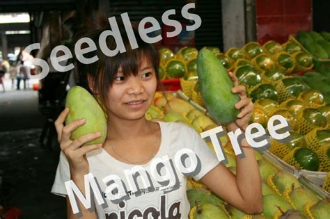 Daleys Fruit Tree Blog: Seedless Mango Tree - For Sale