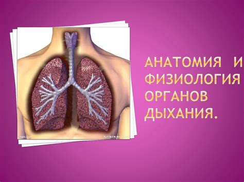 Анатомия дыхания - презентация онлайн