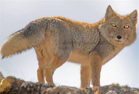 White Wolf : Meet the Tibetan Fox, a rarely sighted animal with a ...