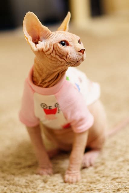 Sphynx Cat Pictures and Information - Cat-Breeds.com