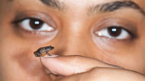 Scientists discover 4 species of tiny frogs in India - ABC News