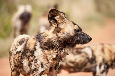 African Wild Dog Photos, Download The BEST Free African Wild Dog Stock