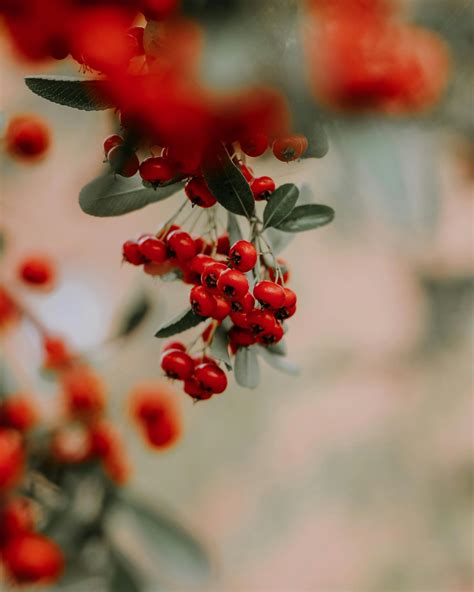 Medicinal Plants: Chokeberry