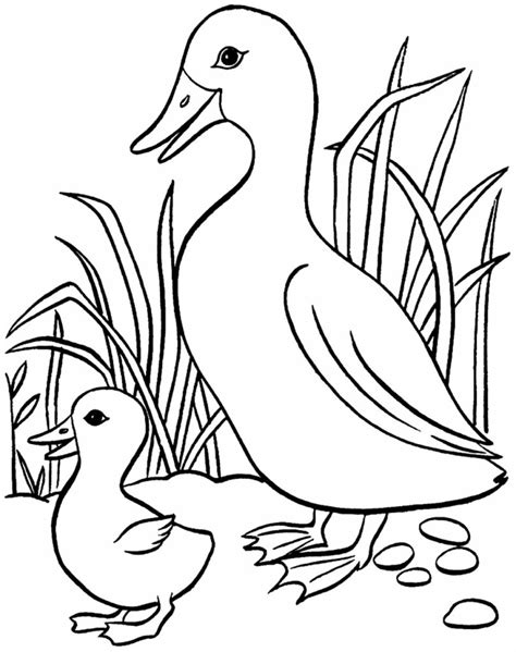 30+ Desenhos de Pato para colorir - Pop Lembrancinhas