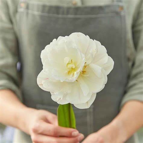 Tulip Bulbs - Diamond Sugar | Fall Flower Bulbs | Eden Brothers
