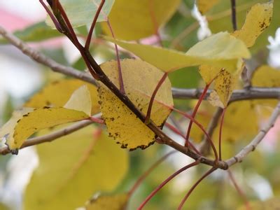 Topola (Populus) - zdjęcia i opis drzewa - strona 3