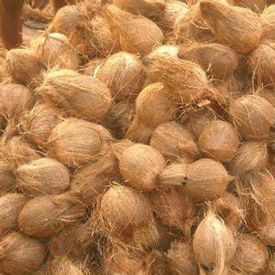 COCONUTS FRESH COCONUT: – Thai General Traders