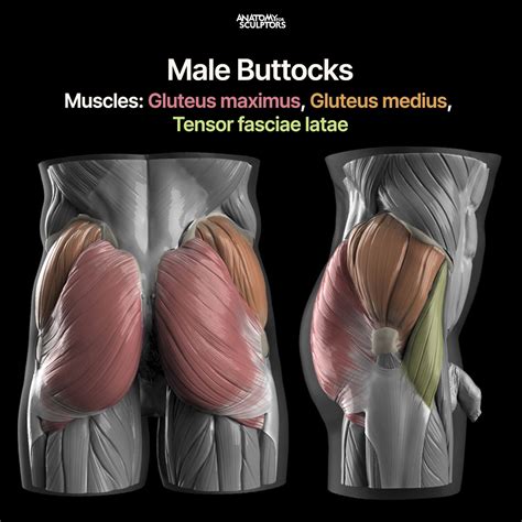 Glutes Anatomy