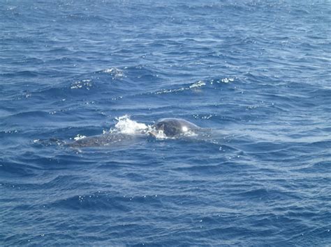 Green Sea Turtles Mating Photos (KSLOF) -Living Oceans Foundation