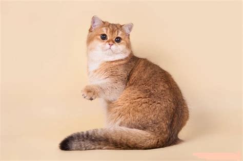 Шотландский кот: Особенности характера, уход, воспитание