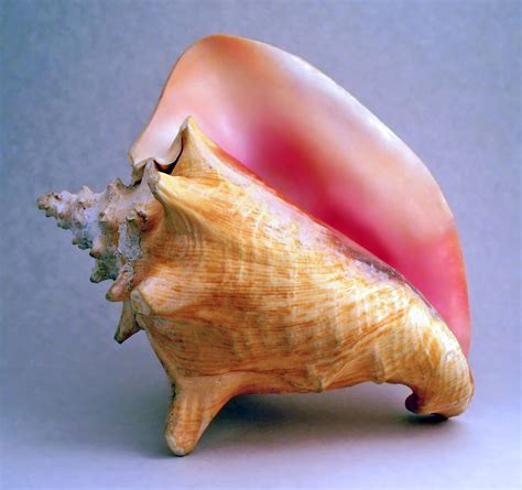 The Conch - Lord of the flies Symbolism and theme