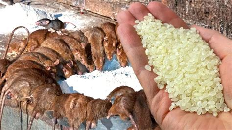 КАК ИЗБАВИТЬСЯ ОТ КРЫС И МЫШЕЙ ЗА 2 МИНУТЫ! 🐭🐀 Простой и эффективный ...