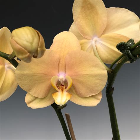 Phal. Ox Lottery Prince - OrchidWeb