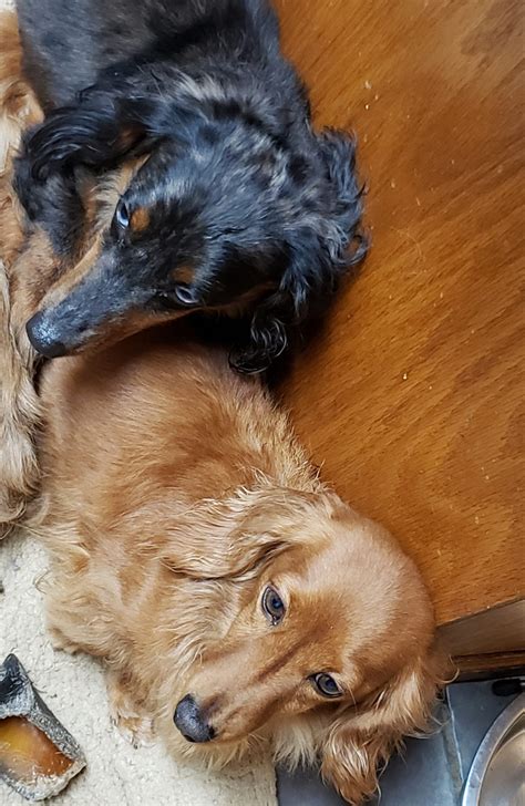 Long Haired Dachshund Golden Retriever Mix