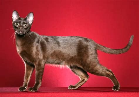 cat breeds      cats newsweek